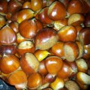 토실