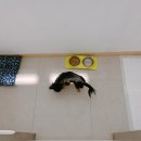 주견야독 | 부산 해운대 애견호텔 주견야독｜ 호텔링 2박 3일 솔직 후기