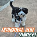 현애견미용실 | 위례 퍼피트레이닝, 생애 첫 규칙이 평생을 좌우합니다. 프로독후기