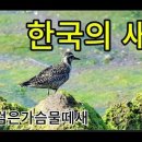 검은가슴물떼새 이미지