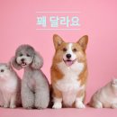 개와고양이의생각 - 도봉구 방학로10길 9 | 개와고양이의생각