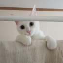 고양이유치원