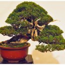 분재전시회 이미지