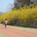 개나리민박 이미지