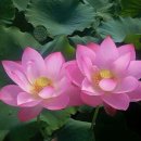 금 강  1 이미지