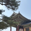 중앙덴탈 | [경주/포항 여행 ①] 벚꽃 찾아 삼만리? 1박 2일 가족 코스 &amp; 물천한우 솔직후기🌸