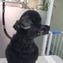 비비드그루밍 이미지