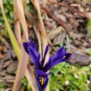 호랑가시나무민박 이미지