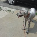 이쁘개(이동애견미용) 이미지