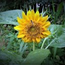 민원해결전문 행정사합동사무소 이미지