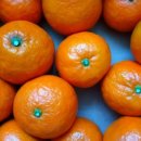 진홍농장 이미지