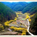 2017.03.30(목)경북 의성 산수유 꽃피는마을 축제 -화곡지에 비친 300년된 산수유800거루의 비경트래킹 이미지