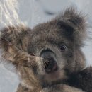 맑고고운약국 이미지