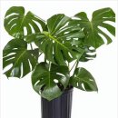 반려식물키우기 이미지