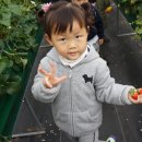 예촌농장 Daum카페