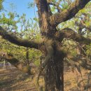 푸른 식물병원 이미지