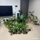 H1950 | 두트 식물온실장(두트 오라이트식물 장식장) 내돈내산 후기!