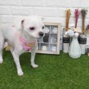 멋내는 애견 이미지