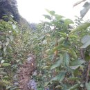 체리목장 이미지