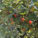 김영도농장 이미지