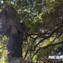 리네오주