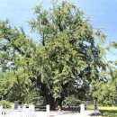 두곡리 은행나무 이미지