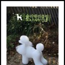 해맑은 애견미용 이미지