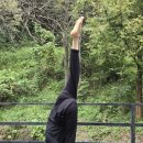 초리 포레스트 이미지