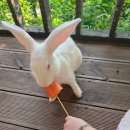 봉선부엉이체험마을 | [파주 헤이리마을 카페] 아이와 갈만한 토끼체험 &amp; 목각 색칠체험 석죽재물고기나무 후기