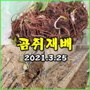 (텃밭) 개량곰취인 쌈마니 재배 도전 합니다. 이미지