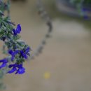 블루세이지 이미지