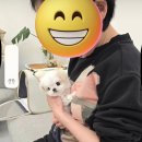 혜원켄넬 이미지