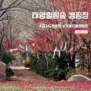 태양힐링숲 | 경기도 파주 가을에 힐링하기 좋은 숲속 단풍 캠핑장 [태양힐링숲 캠핑장]