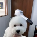 오늘, 예쁘개 이미지