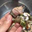 배꼽달래기 | 배꼽달래기 거북손 500g 후기,,거북손 먹기 힘들다ㅠ