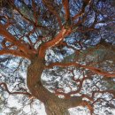 서창 소나무 이미지