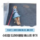 베스트드라이 | 대형견 리트리버의 여름나기 필수템 [수티컬 드라이쿨링 베스트] 후기