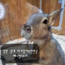 내서읍1320 | 창원 실내 아기랑가볼만한곳 창원 미니 동물원 애니멀스토리 재밌어