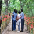 함양 상림공원 꽃무릇과 산삼축제 관람 이미지