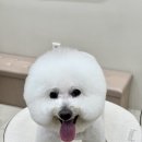 하이벨몽 | 우리비비 12살 비비 목욕하고 미용하고 하이벨몽에서~ 우리범종쌤 믿고 맡기는! 여의도 유일한 강아지...