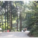 축령산자연휴양림 이미지