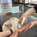 무릎 위의 고양이 무냥 | 수원 고양이카페 추천｜개냥이가 가득한 야옹이네고양이카페 수원본점 방문후기 🐈