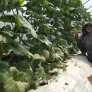 성자농장 이미지