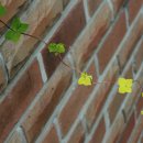 깔끄막 희컨집 이미지