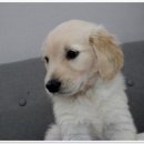 버디독 강아지분양 안심분양센터 김포점 이미지