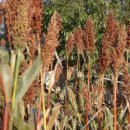 소나무쉼터 민박 이미지