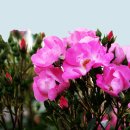 조선대학교 장미원 이미지