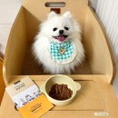 서울 덴탈 랩 | 2024 서울펫쇼 펫쇼백 당첨 상세 실사용후기