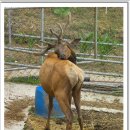 임실사슴농장 이미지