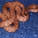 [펭펭소년]플로리다 킹스네이크 (Lampropeltis g. floridana) 이미지